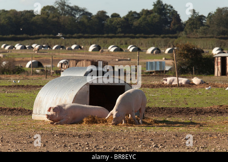 Im Freien aufgezogen Freilandhaltung Gloucester alten Ort Schweine auf einem Bauernhof mit Hütten Stockfoto