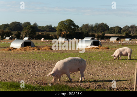 Im Freien aufgezogen Freilandhaltung Gloucester alten Ort Schweine auf einem Bauernhof mit Hütten Stockfoto