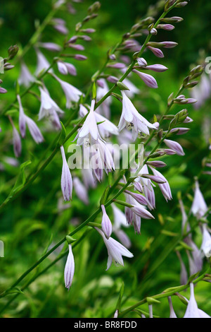 Wegerich Lilien, Nahaufnahme Stockfoto