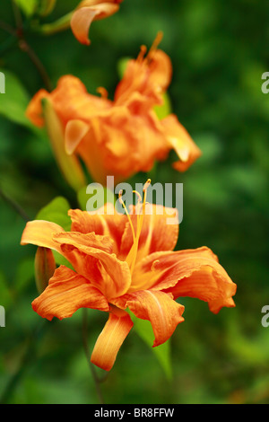 In der Nähe von Orange Daylily Stockfoto