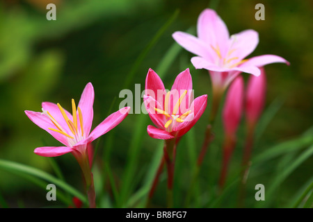 Zephyranthes Stockfoto