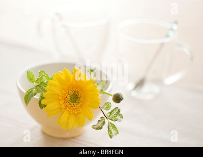 Gelbe Gerbera Daisy in Weiß Cafe au Lait Schale Stockfoto