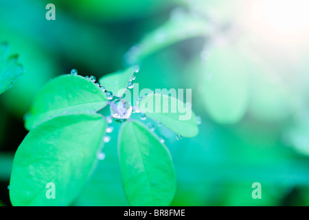 Morgentau Stockfoto