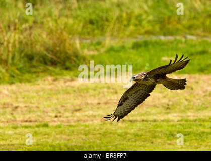 Lateinischen Namen Buteo Buteo Familie Falken, Geier und Adler (Accipitridae) Übersicht jetzt die häufigste und am weitesten verbreitete UK Vogel Stockfoto