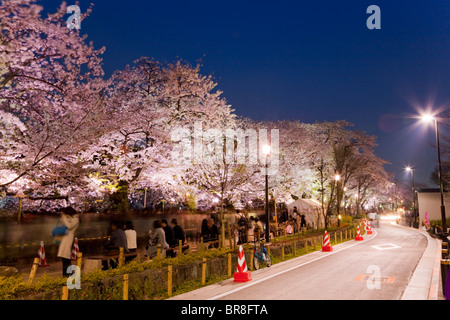 Cherry Blossom Bäume in der Nähe der Straße bei Nacht Stockfoto