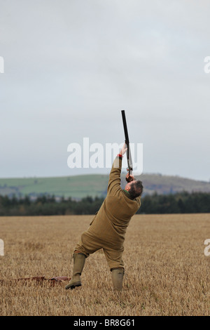 Fasan schießen in Schottland Stockfoto