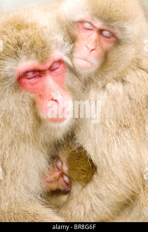 Familie der japanischen Makaken (Macaca Fuscata) Umarmen Stockfoto