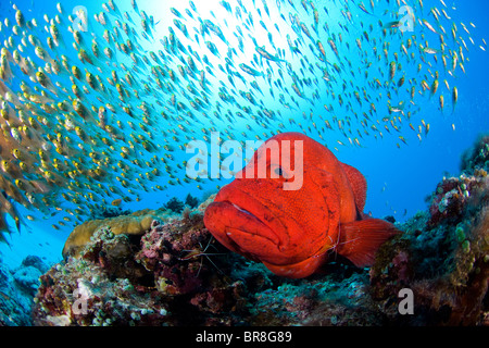 Kleine Fische und Tomaten Schwadleger (Cephalopholis sonnerati) Stockfoto