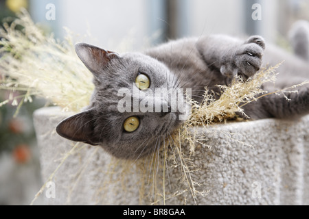 Graue Katze liegend im Topf, Olargues, Herault, Frankreich Stockfoto