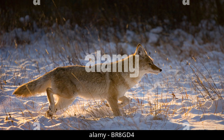Ein Coyote podcastet durch Neuschnee bei Sonnenaufgang. Stockfoto