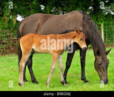 Stute und Fohlen Stockfoto