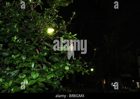 Große Braune Zikade, die sich einer Metamorphose Stockfoto