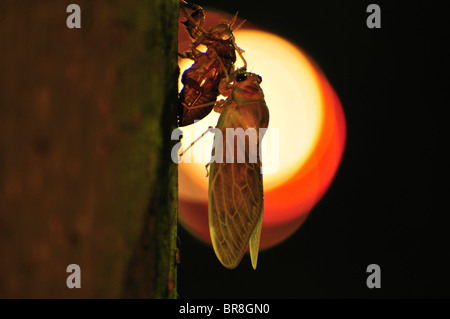 Große Braune Zikade, die sich einer Metamorphose Stockfoto