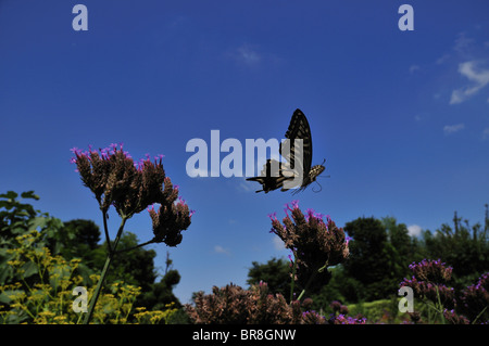 Schwalbenschwanz Schmetterling fliegen Stockfoto