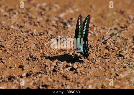 Gemeinsame Bluebottle (Schmetterling sarpedon) Trinkwasser Stockfoto