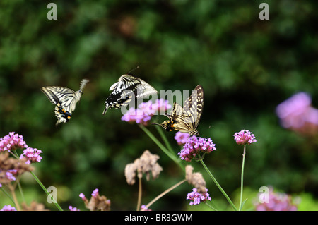 Swallowtail Schmetterlinge auf Blume Stockfoto