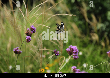 Schwalbenschwanz Schmetterling fliegen Stockfoto