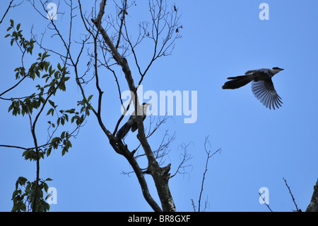 Azure - winged Magpie (Cyanopica cyana) auf Baum gehockt und Fliegen Stockfoto