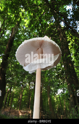 Pilz Parasol (Macrolepiota Procera) Stockfoto