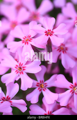 Moss Phlox, Nahaufnahme, full frame Stockfoto