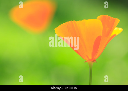 Kalifornien goldenen Mohn, Nahaufnahme, differential Fokus Stockfoto