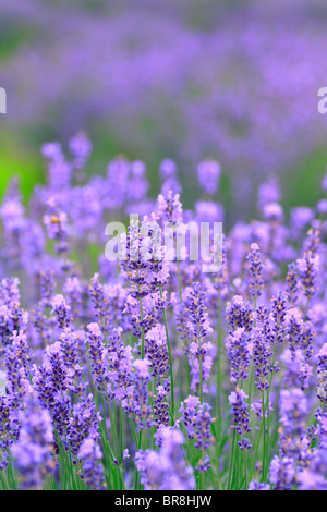 Bereich der Lavendel, Nahaufnahme, differential Fokus Stockfoto