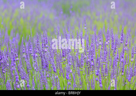 Bereich der Lavendel, Nahaufnahme, differential Fokus Stockfoto