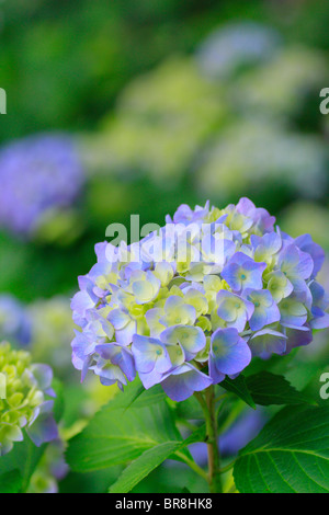 Hortensienblüten, Nahaufnahme, differential Fokus Stockfoto