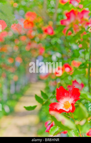 Rose Gewächshaus, Nahaufnahme, differential Fokus Stockfoto