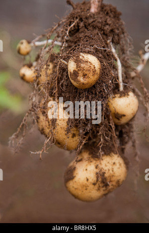 Nahaufnahme von Kartoffeln Stockfoto