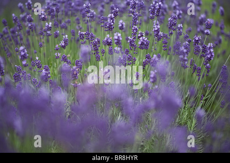 Bereich der Lavendel, differential Fokus Stockfoto