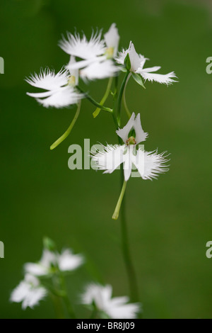 Fransen Orchideen, Nahaufnahme, differential Fokus Stockfoto