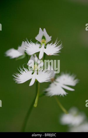 Fransen Orchideen, Nahaufnahme, differential Fokus Stockfoto