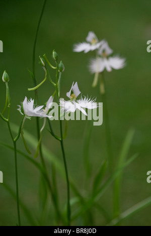 Fransen Orchideen, Nahaufnahme, differential Fokus Stockfoto