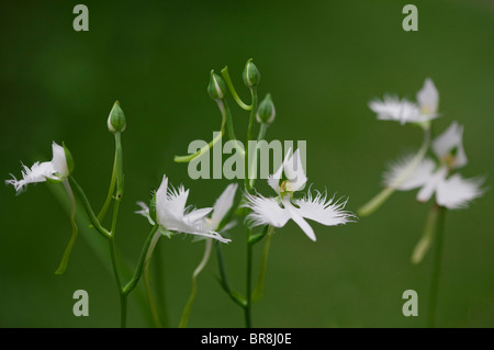 Fransen Orchideen, Nahaufnahme, differential Fokus Stockfoto