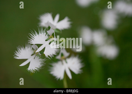 Fransen Orchideen, Nahaufnahme, differential Fokus Stockfoto