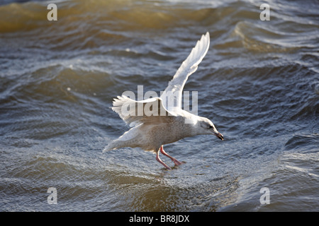 Erste Winter Island Möve, Larus glaucoides Stockfoto