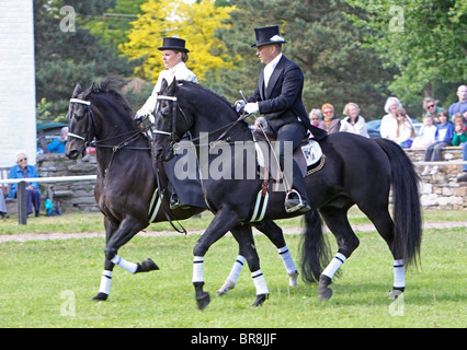 Zwei Black Morgan Horse Hengste geritten von einem Mann und einer Frau in traditioneller Kleidung Stockfoto