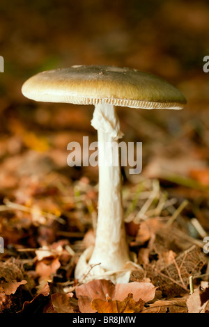 Death Cap Mushroom (Amanita Phalloides) Stockfoto