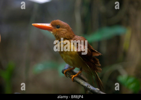 Ruddy Kingfisher (Halcyon coromanda) Stockfoto