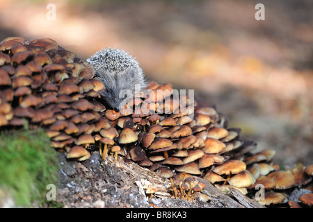 Westliche Europäische Igel (Erinaceus Europaeus) junge kauen auf einem alten Baumstumpf im Herbst Pilze Stockfoto