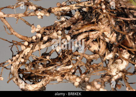 Rhizobium-Wurzelknöllchen auf die Wurzeln einer breiten oder Feld Bohne für Stickstoff-Fixierung Stockfoto