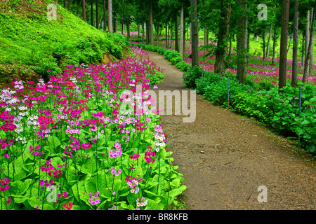 Japanische Primel (Primula Japonica) Stockfoto