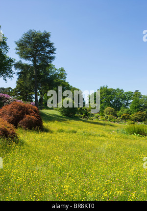 Die Almwiese und Steingarten in Wisley RHS Garden, Surrey, UK Stockfoto