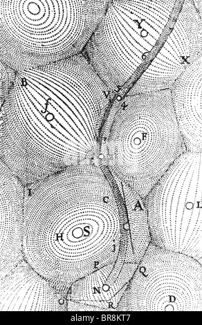 Französischer Mathematiker René DESCARTES (1596-1650). Illustration aus seiner Prinzipien der Philosophie (1644) siehe Beschreibung unten Stockfoto