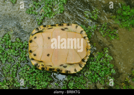 Bauche Slider - Teich-Slider (ist Scripta Scripta)-Ansicht von der Unterseite - Belgien Stockfoto