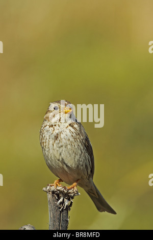 Grauammer (Miliaria Calandra) Stockfoto