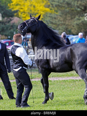 Black Morgan Horse Hengst Stockfoto