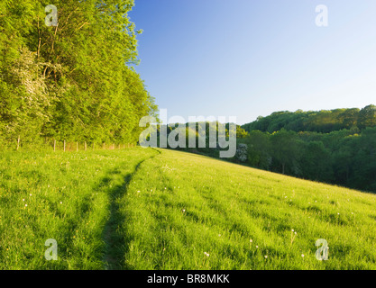 Weg durch Feld, North Downs unter Ranmore, in der Nähe von Dorking, Surrey, UK Stockfoto