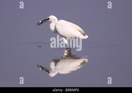 Seidenreiher (Egretta Garzetta) fängt Fisch beim Waten in einem Pool. Stockfoto